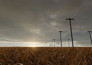 Sicht auf ausgetrocknete Maisfelder im Abendlicht von Besa Art