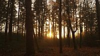 Forest with sun