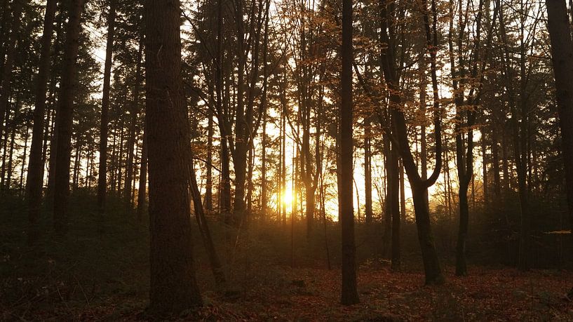 Forest with sun by Esmée Kiezebrink