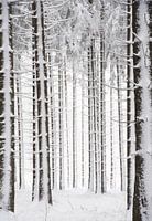 Winterbos