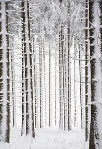 A forest in the winter sur Gonnie van de Schans