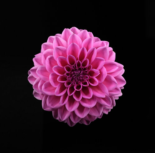 Blumen