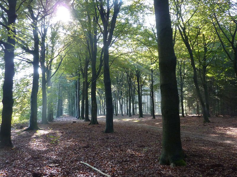 Begin herfst van Ad Steenbergen