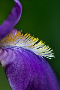 Listes bleues (iris)