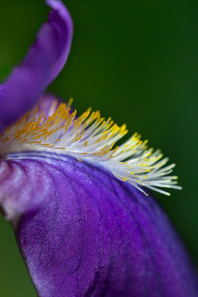 Paarse iris en profiel van Tot Kijk Fotografie: natuur aan de muur