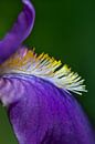 Paarse iris en profiel van Tot Kijk Fotografie: natuur aan de muur thumbnail
