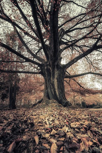 The beech by Rik Verslype