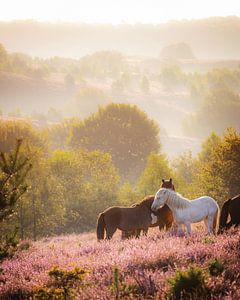 Chevaux islandais sur le Posbank au lever du soleil