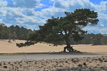 Flying Scots pine - Soester Duinen_2 by Vinte3Sete