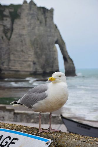 Meeuw in Étretat