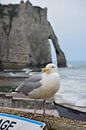 Gull in Etretat by Ingrid de Vos - Boom thumbnail