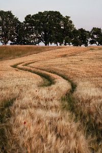 Countrysind