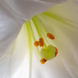 White lily by Hans Heemsbergen
