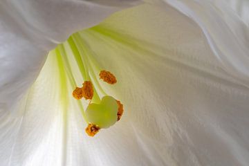 Lys blanc sur Hans Heemsbergen