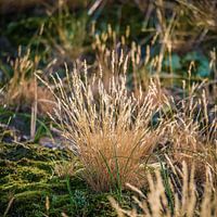 Zon in het gras