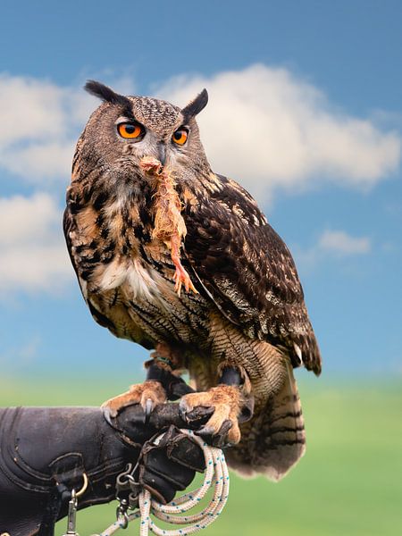 Eule frisst ihre Mahlzeit während eines Greifvogel-Workshops von Jolanda Aalbers