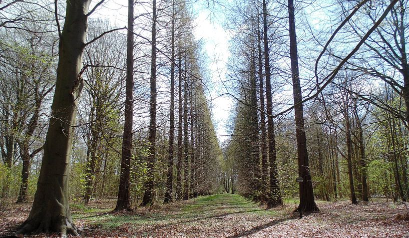 Start here par Koos Iperen