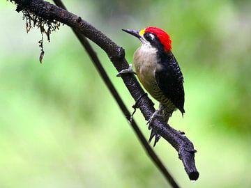 black-cheeked woodpecker von Walter Semay