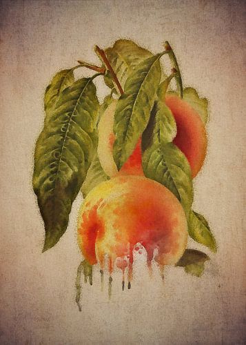 Perzik - Antieke tekening van een perzik