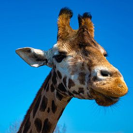 Een mooie close up van een giraffe met een strak blauwe achtergrond van JGL Market