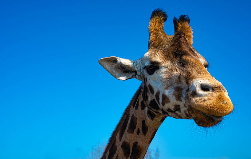 Un beau gros plan d'une girafe sur un fond bleu clair. par JGL Market
