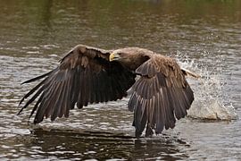 Der Seeadler von Laura Burgman