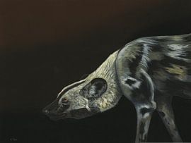 Afrikanischer Wildhund, Lycaon pictus