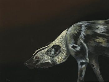 Afrikanischer Wildhund, Lycaon pictus