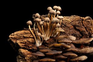 Groupe de champignons sur un tronc d'arbre sur Peter van Dam