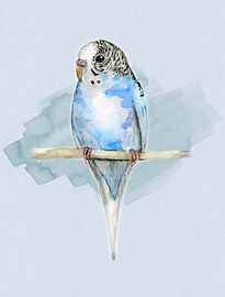 Blauw gevlekt grasparkietje aquarel