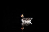 greylag goose