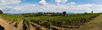 Panoramablick über die Weinberge der Toskana