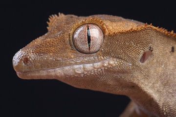 Crested Gecko (Correlophus ciliatus) by Ronald Pol