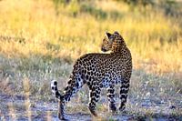 Léopard dans le delta de l'Okavango