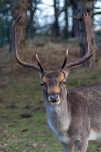 Ein posierender Damhirsch #4
