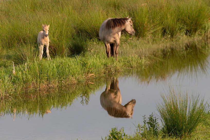 Konikpaarden van Arie Jan van Termeij