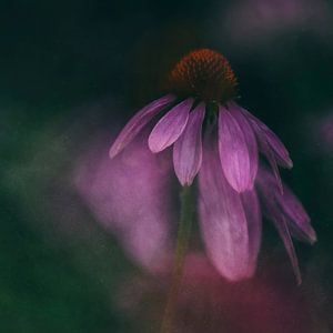 Rode Zonnehoed / Echinacea Purpurea