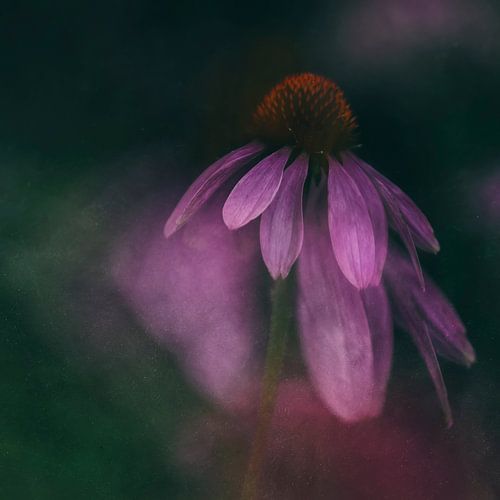 Red Sunflower / Echinacea Purpurea