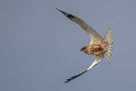Eine scharfe Kurve eines Braunen Weihen von Jan Jongejan