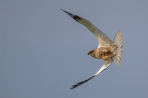 Eine scharfe Kurve eines Braunen Weihen