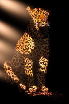 Portrait of a Leopard. by Gunter Nuyts