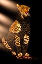 Portrait of a Leopard. by Gunter Nuyts thumbnail