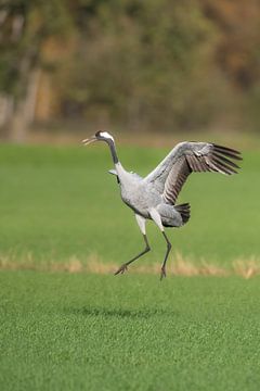 Crane bird dancing in a field during autumn migration