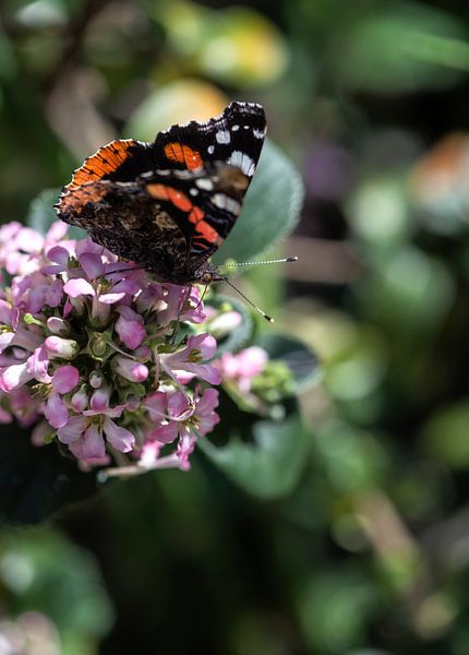 Butterfly by MirjamCornelissen - Fotografie