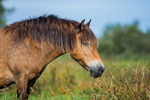 Portret van een Exmoor pony