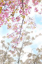 Branches en fleurs au printemps sur Corinne Welp