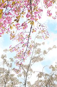 Branches en fleurs au printemps