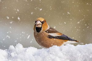 Grosbec casse-noyaux dans la neige