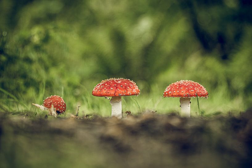 Autumn scenes 2019 by Hans Lunenburg