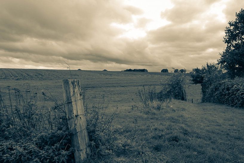 Das Feld von Roger Hagelstein